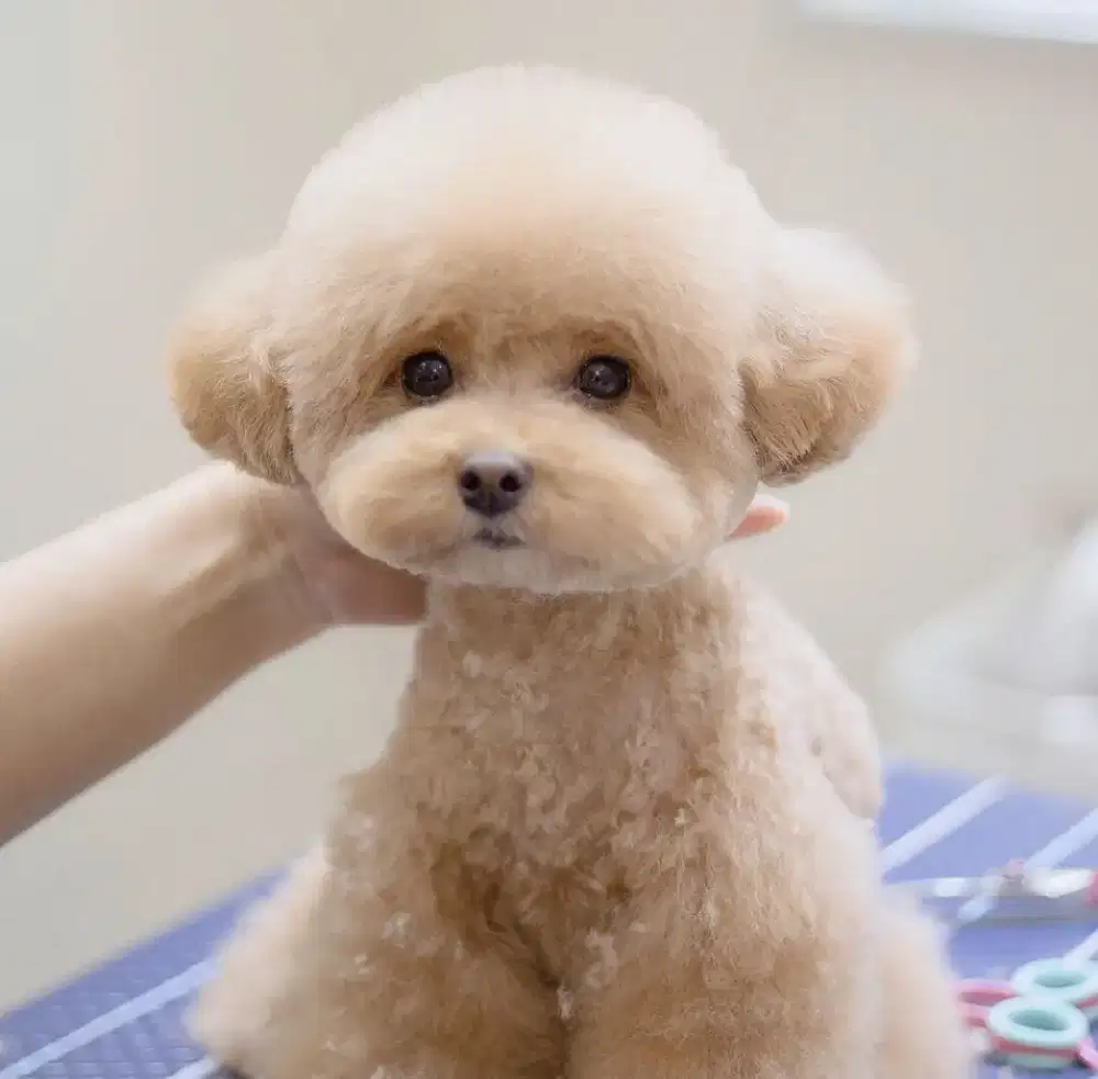 Pet salon anjing dan kucing panggilan terdekat