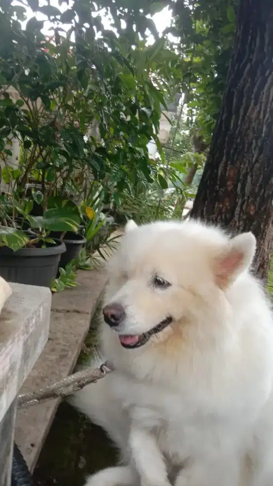 Grooming home servis panggilan cat&dog Jakarta& Tangerang