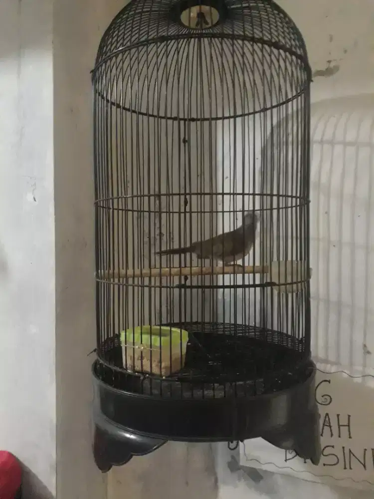 Kandang dan perkutut lokal alam