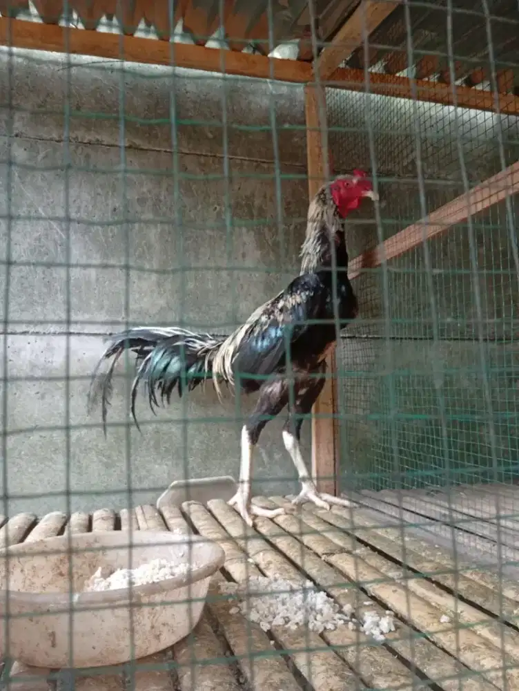 Bangkok clasic  4,5-5