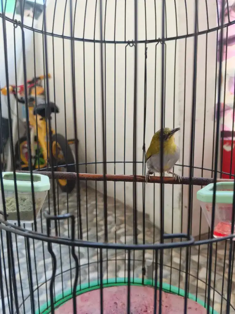 Burung peleciii buxtoni prospek