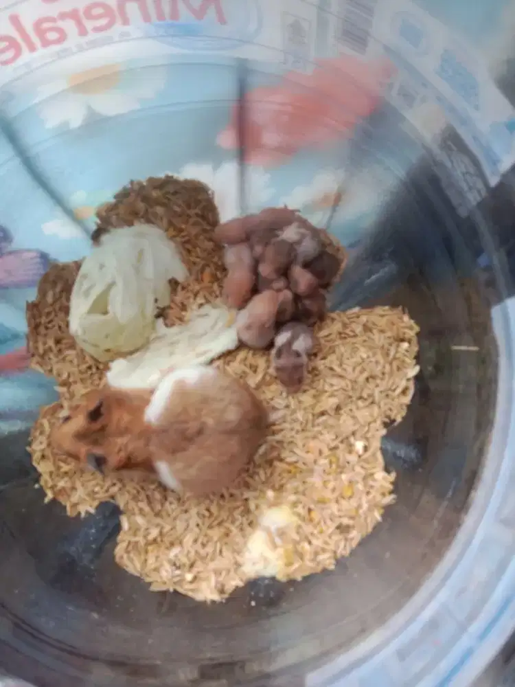 Hamster syrian jinak