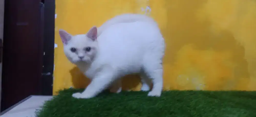 British shorthair anakan ped import