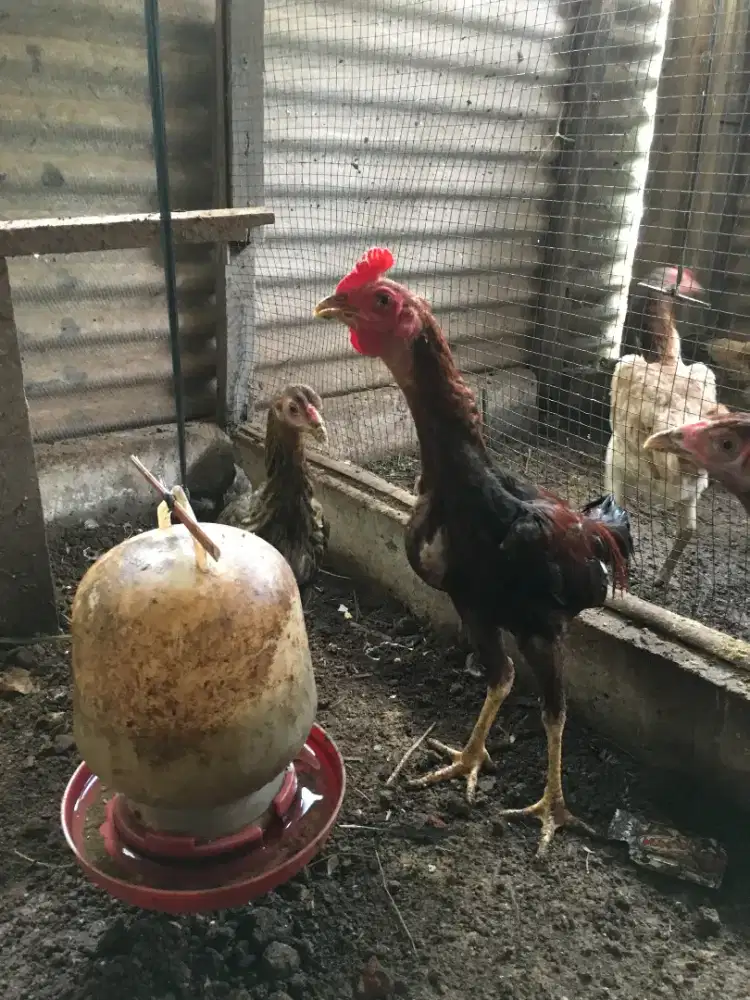 Calon indukan ayam kampunng