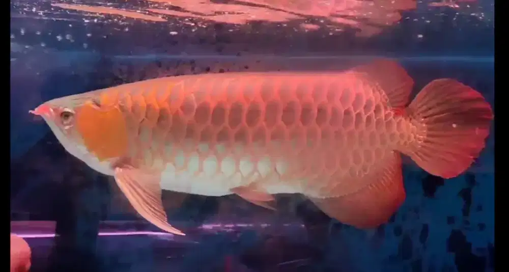 Arwana super red 55cm