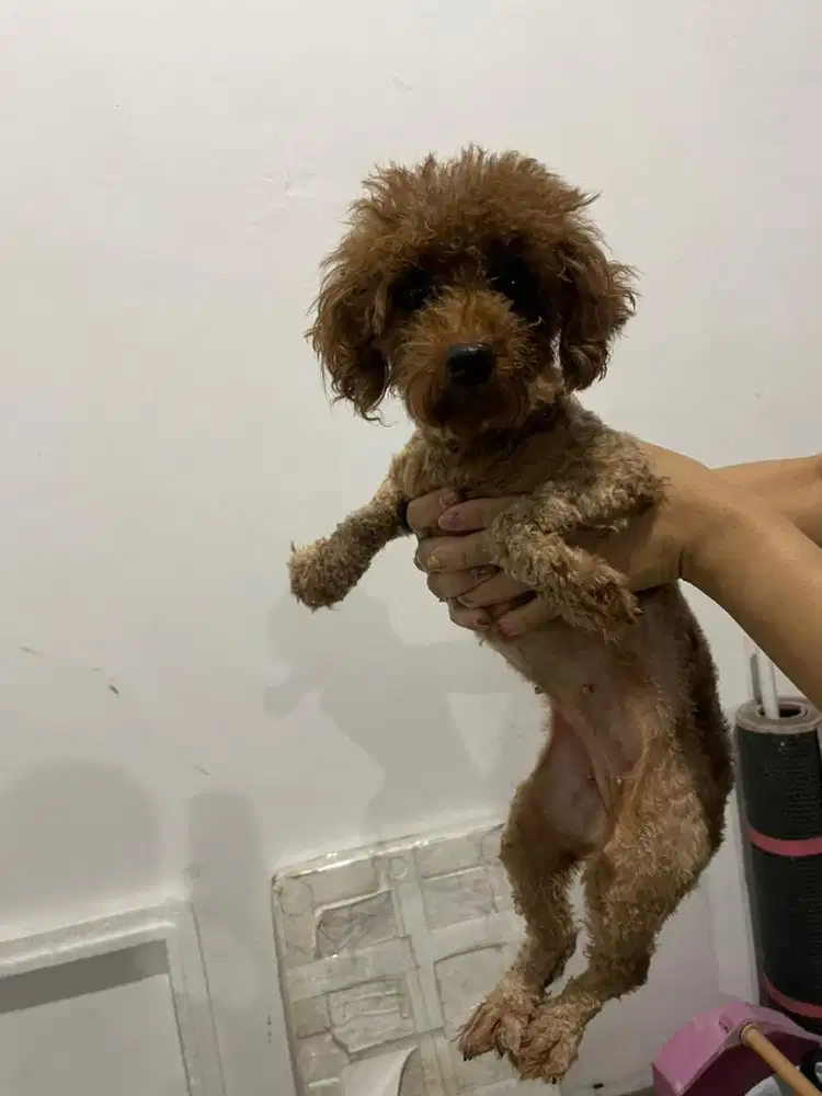 anjing poodle jefra petshop