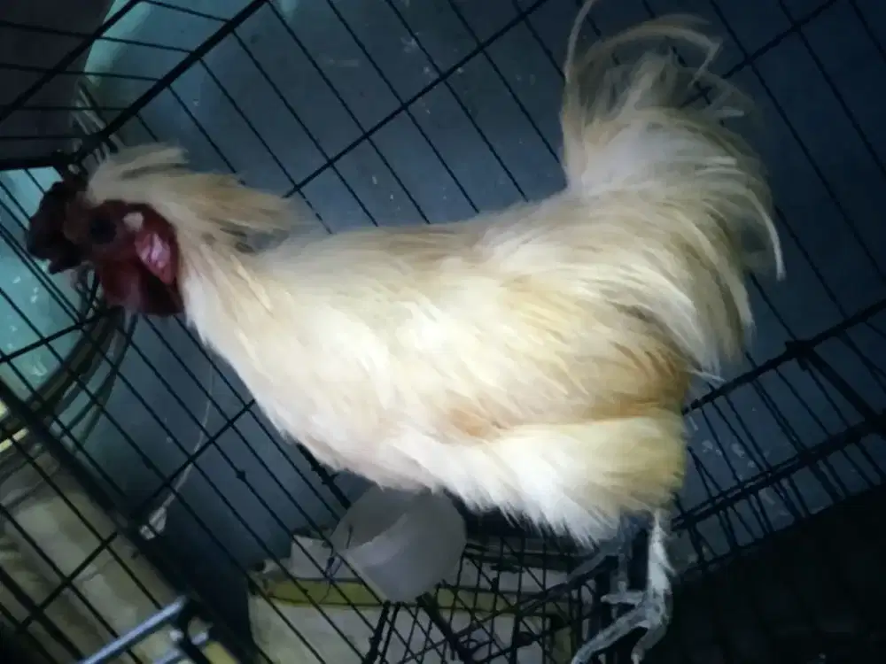 Ayam kapas jantan putih siap utk ternak