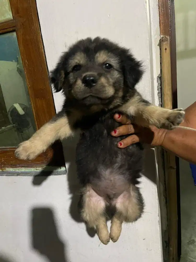 anjing mix anjing jawa