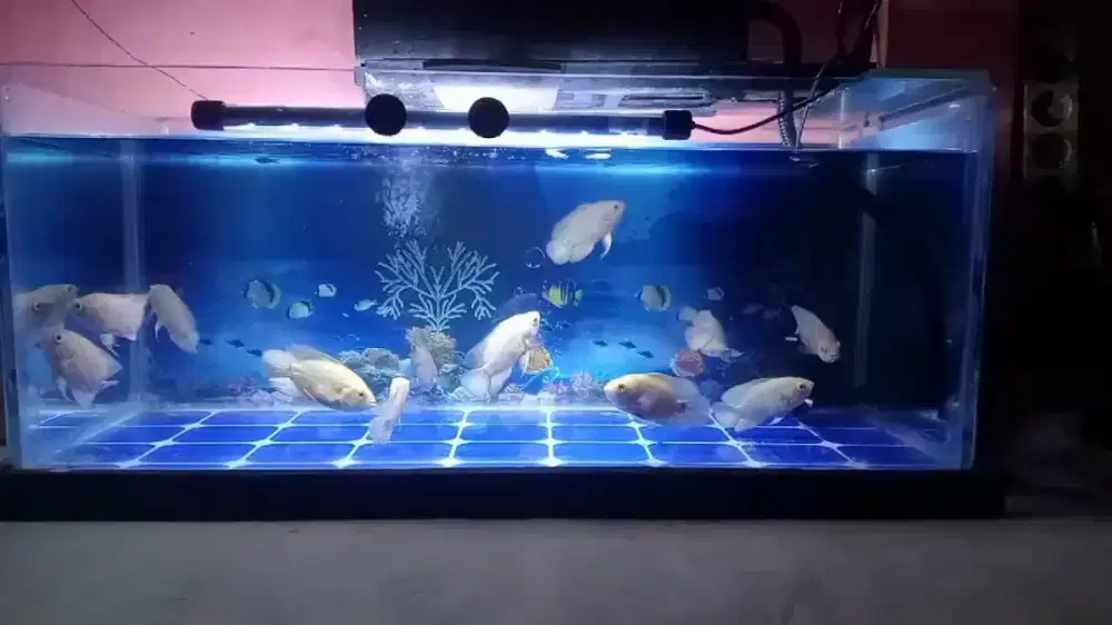 Aquarium full set+ikan Oscar dan palmas