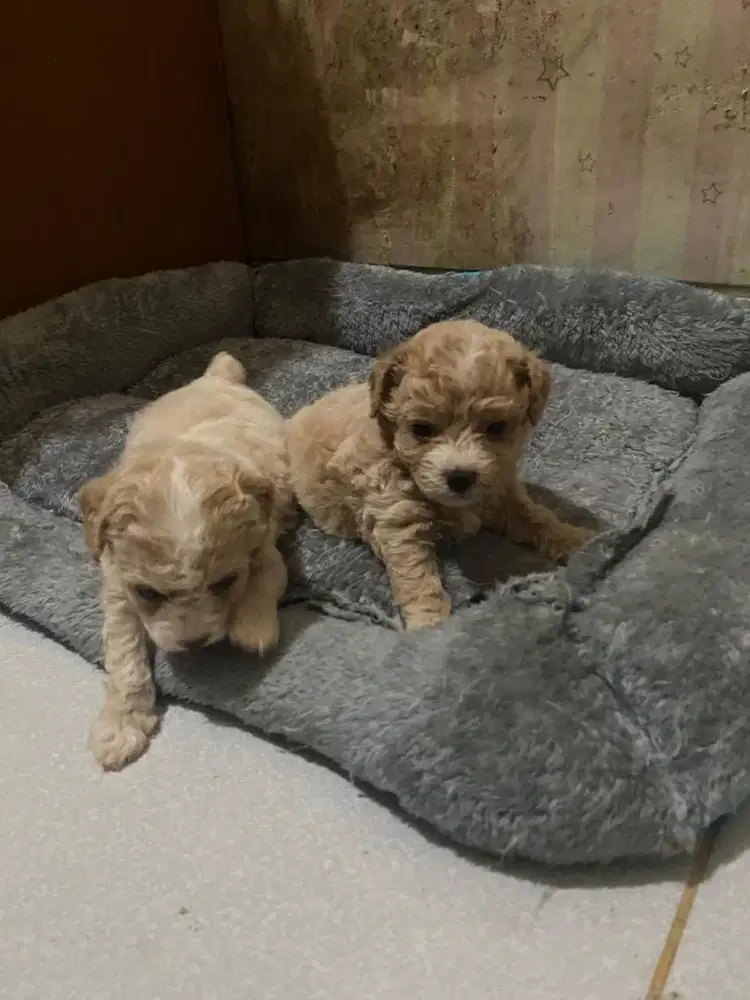 Toy poodle kaki pendek