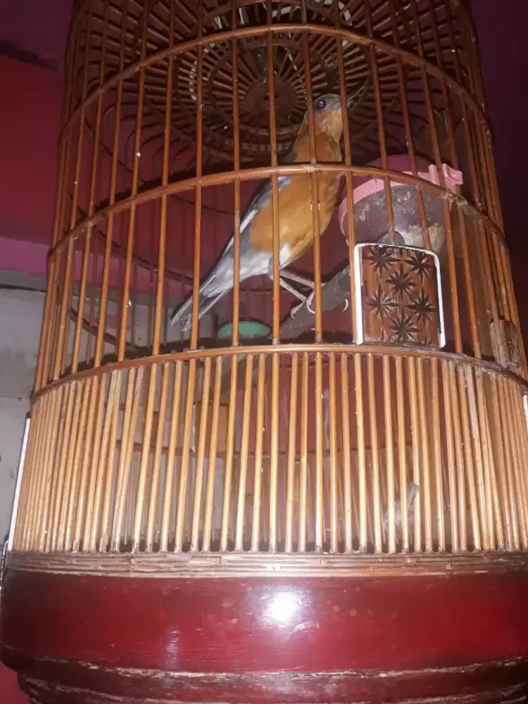 Anisvmerah lagi macet bunyi