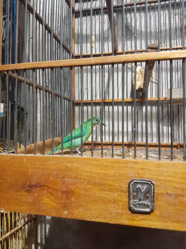 IjB big betina bunyi kaya jantan