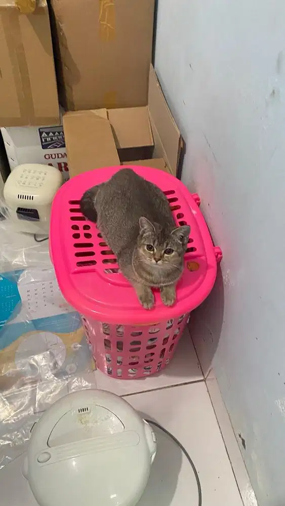 Kitten Scottish x BSH Golden