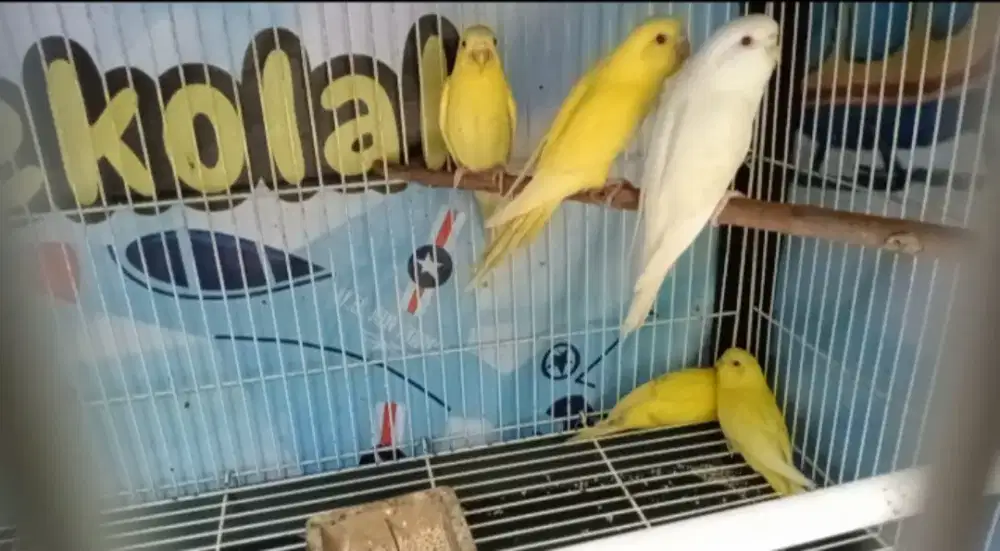 Parkit 5 ekor mata merah