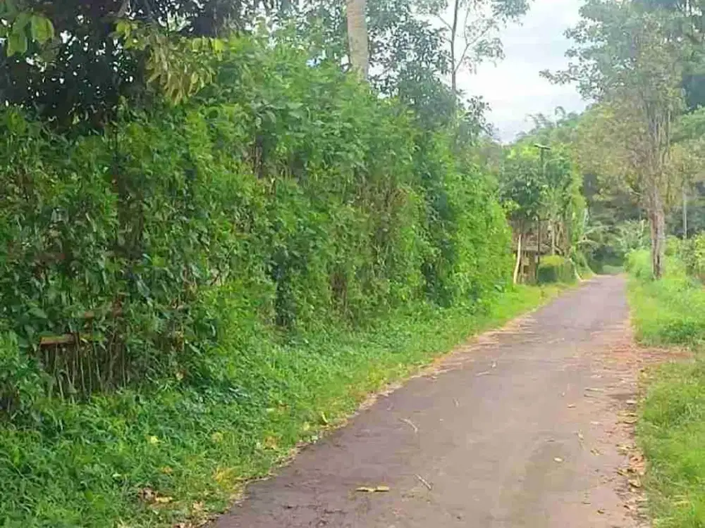 Dijual Kebun Alpukat + Durian di Jember