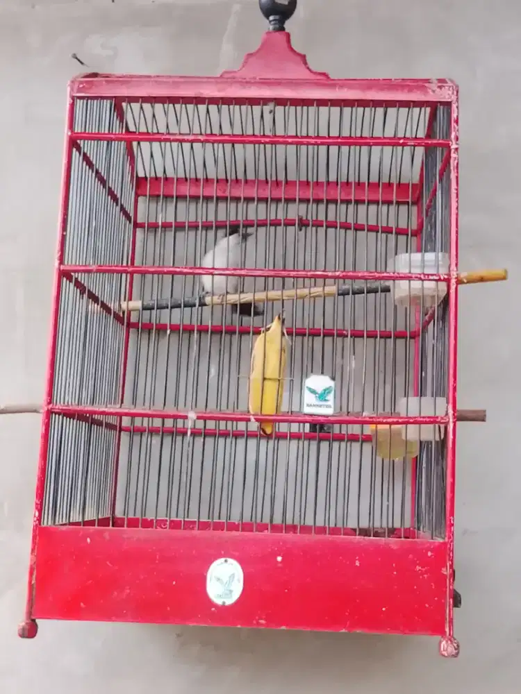 Burung Kutilang dan Kandang