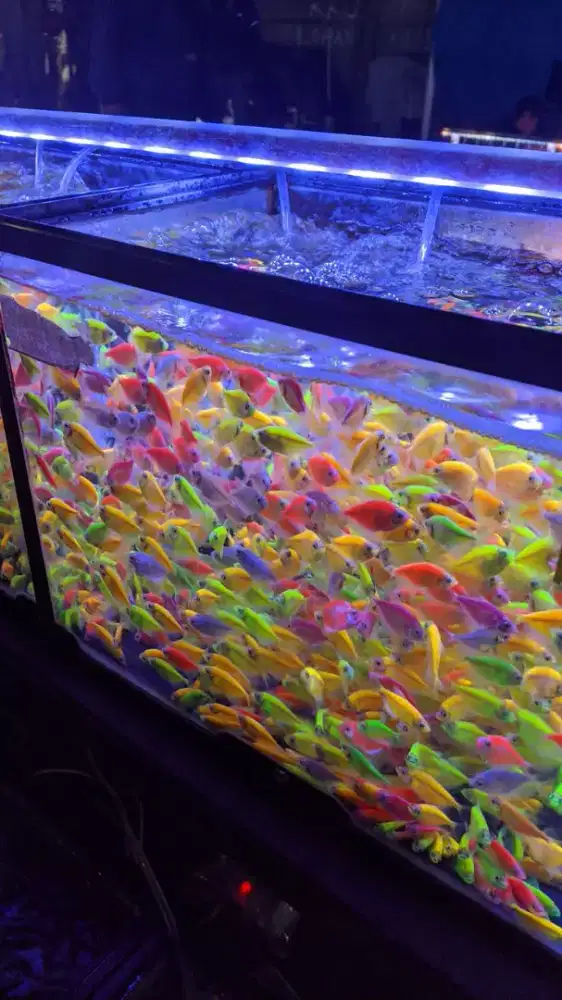 ikan glowfish tetra paketan isi 50ekor