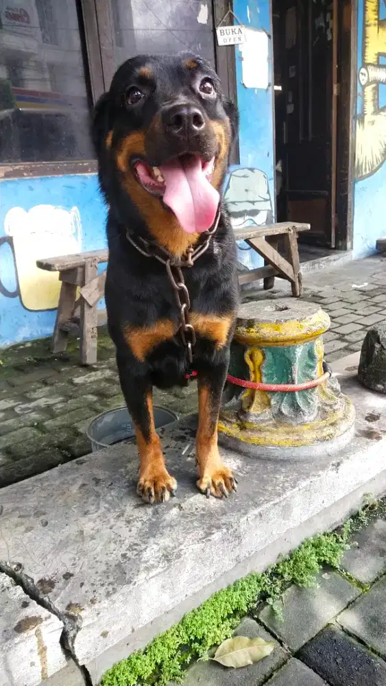 Rottweiler betina non stamb