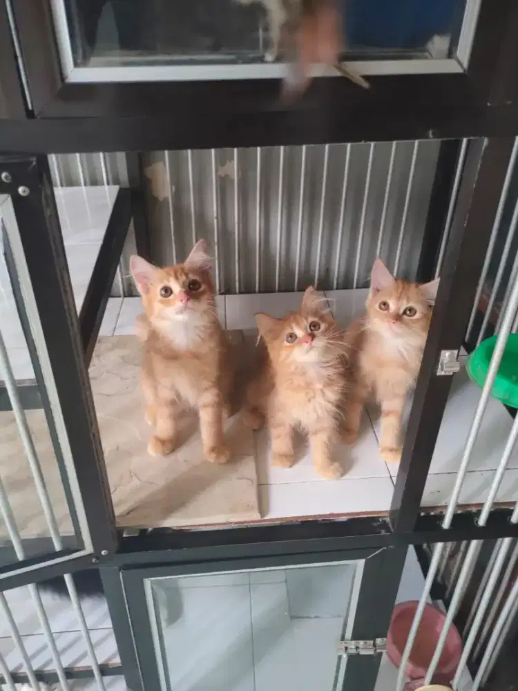 Persia jantan-betina 2,5 bulan