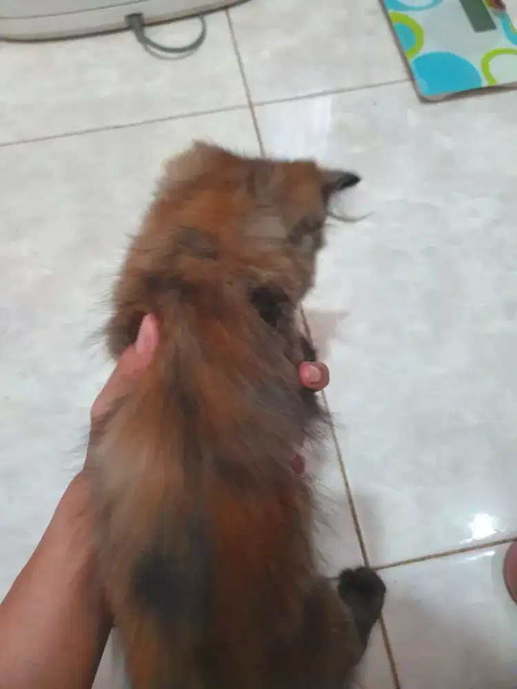 Kucing Persia 2 bulan