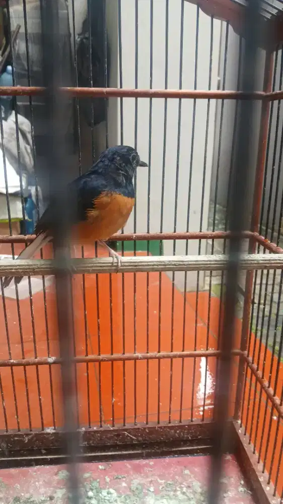 Murai jantan lepas trotol