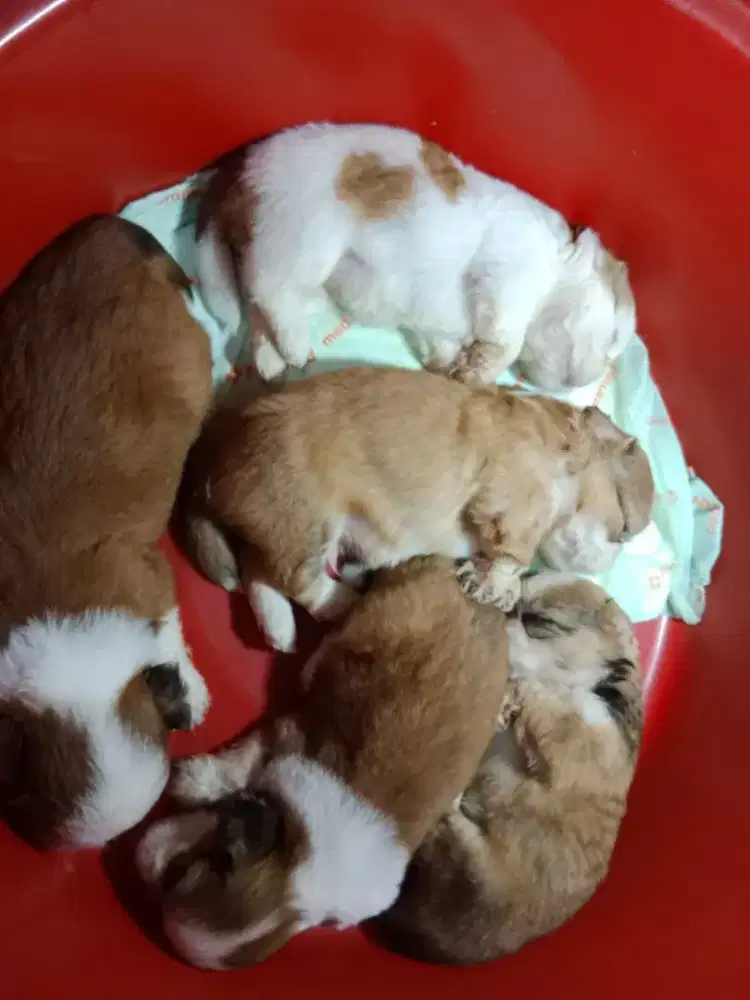 Dijual Anakan Shihtzu