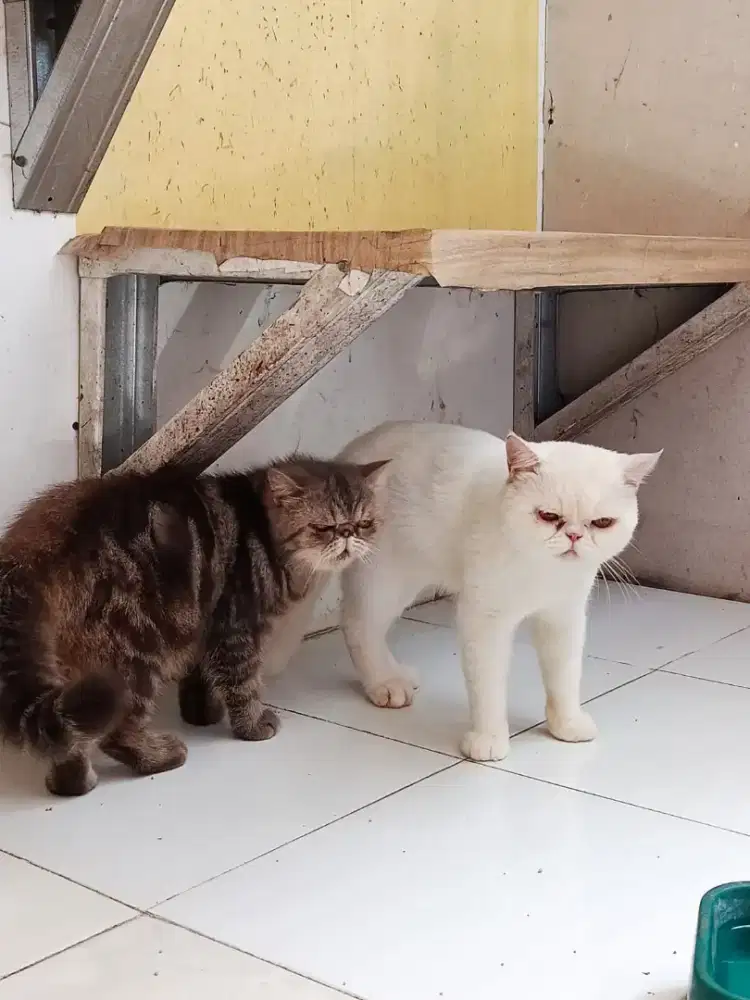 Sepasang Kucing peaknose Exotic Shorthair