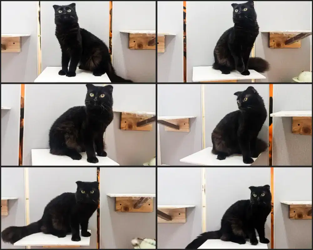 Kucing scotisfold - calon indukan