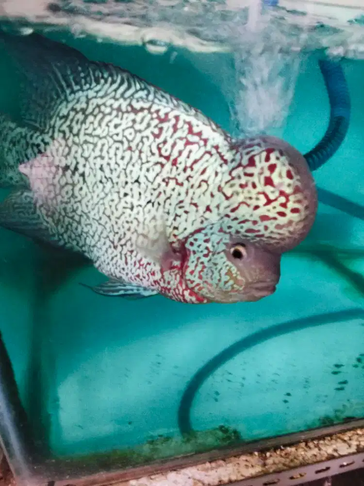 Louhan kamfa f2 thailand ukuran besar