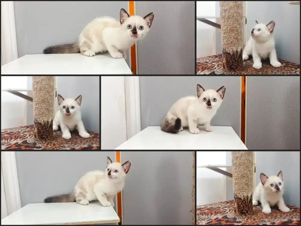 Kitten short hair exotis parent istimewa