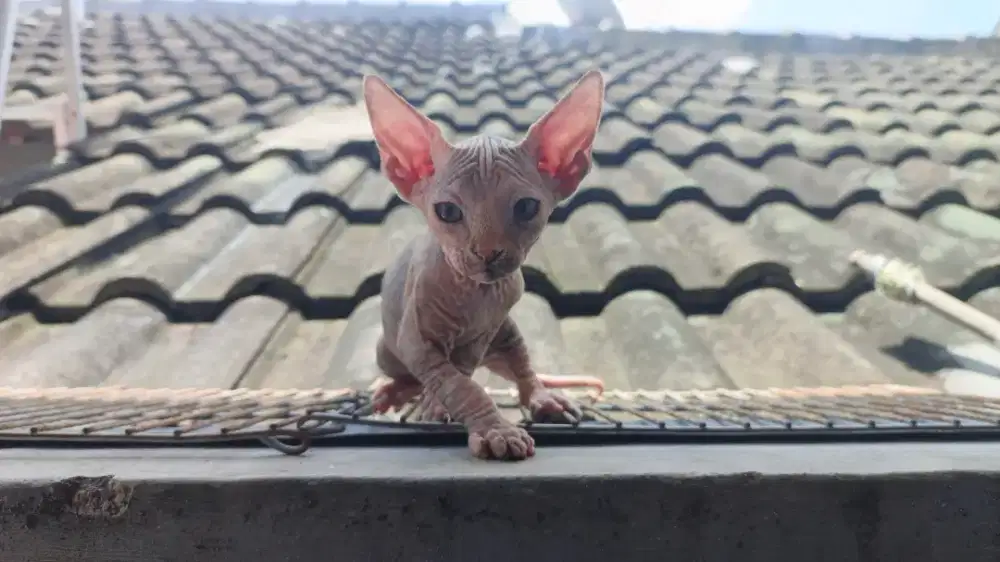 Kucing Sphynx betina - parent bagus