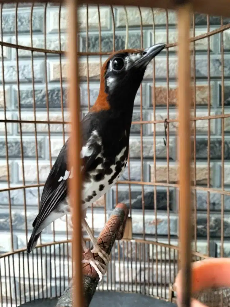 BURUNG ANIS KEMBANG GACOR