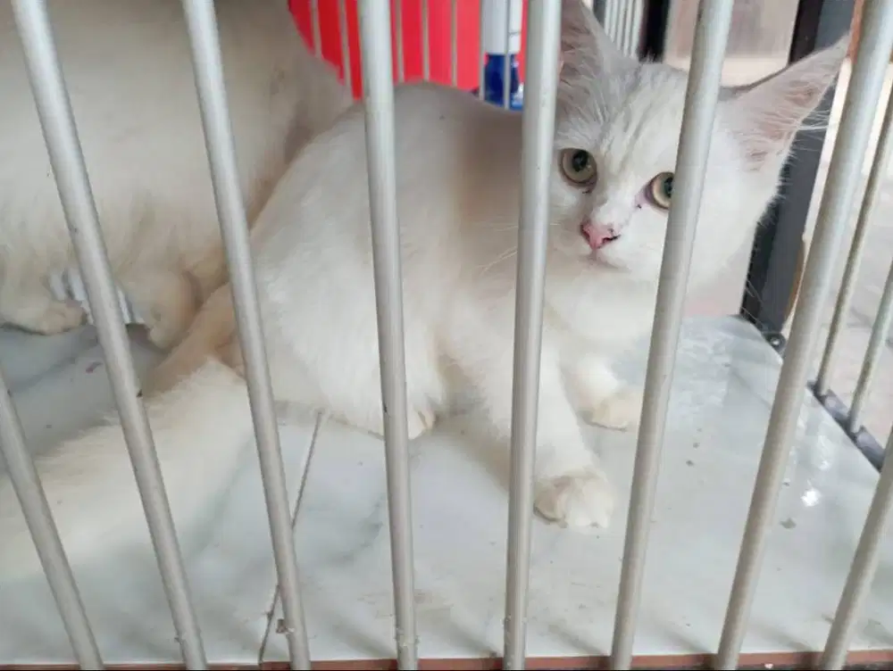 Kucing Persia anakan indukan