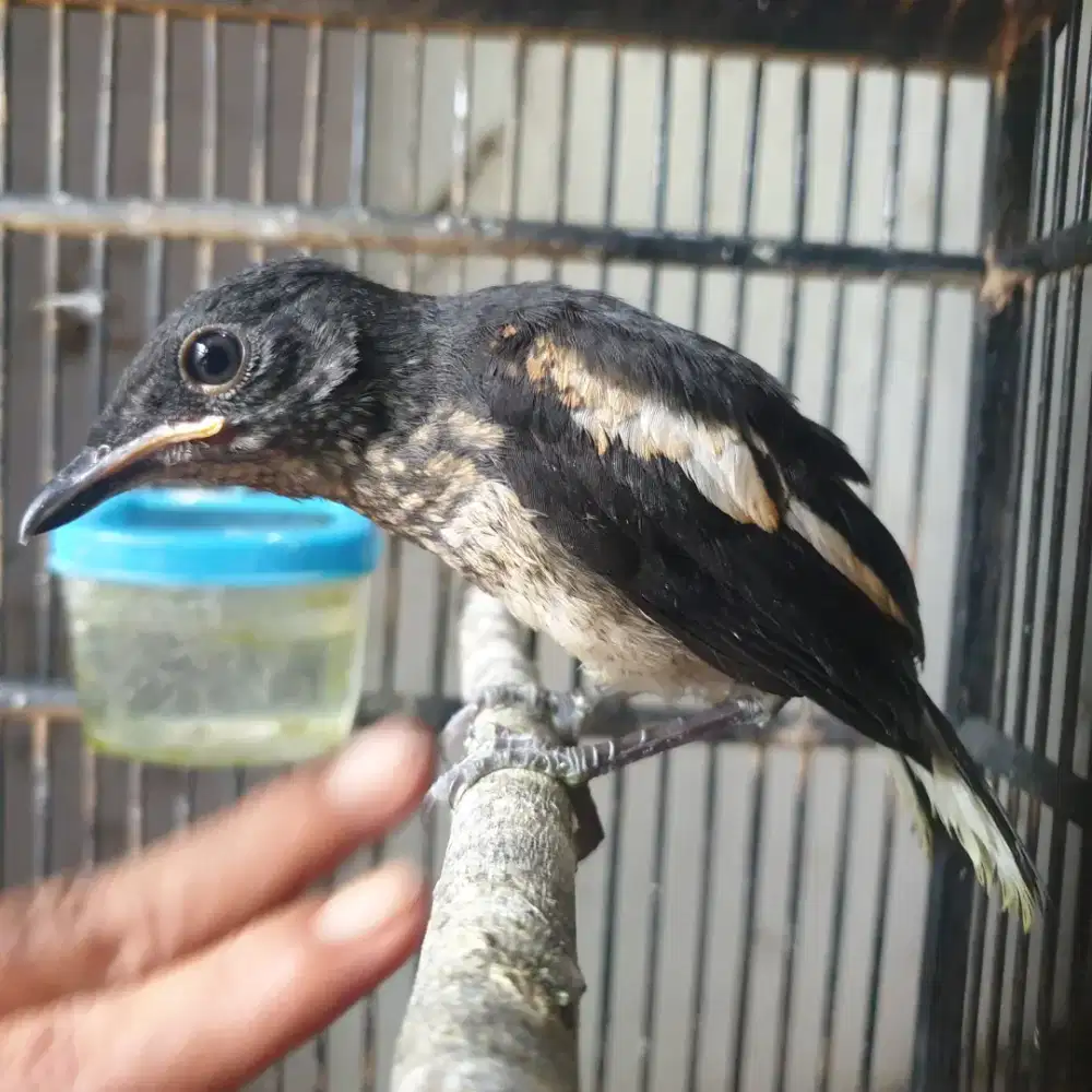 Anak kacer daput jantan jinak total mandiri