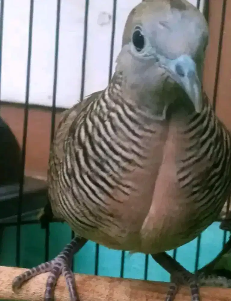 Perkutut banyumili lokal super