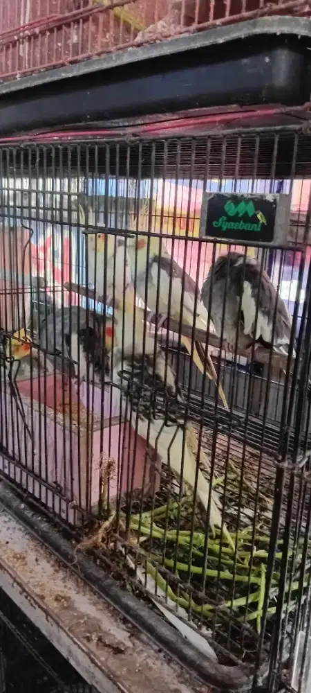 Jual burung parkit Australia/falk siap produksi