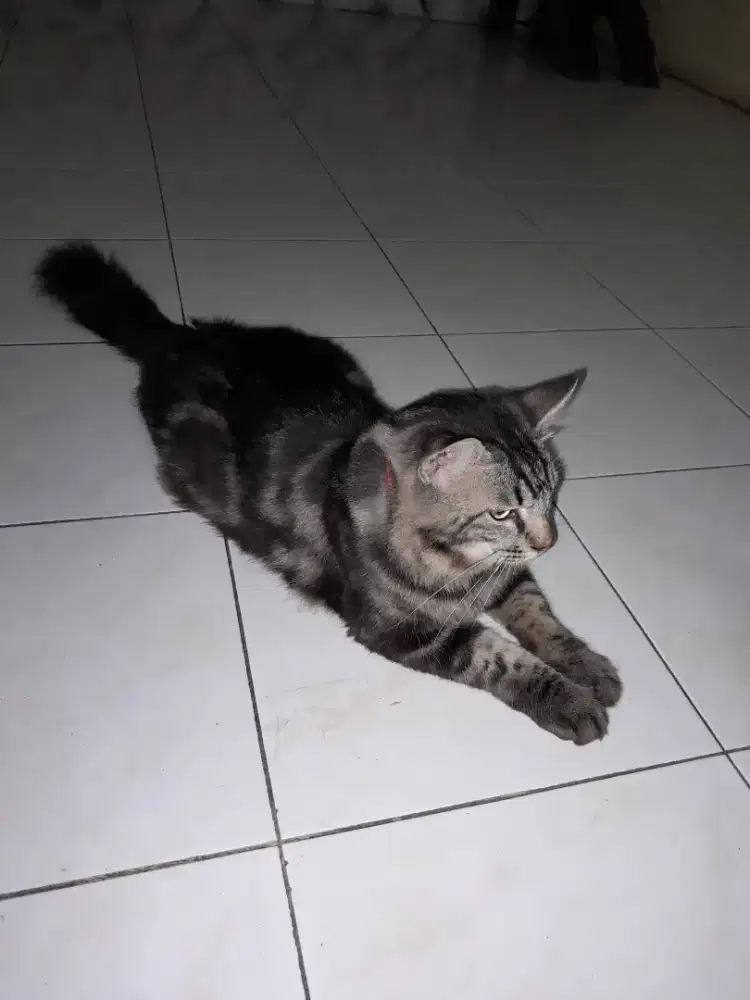 Hibah 2 kucing persia jantan,,sehat