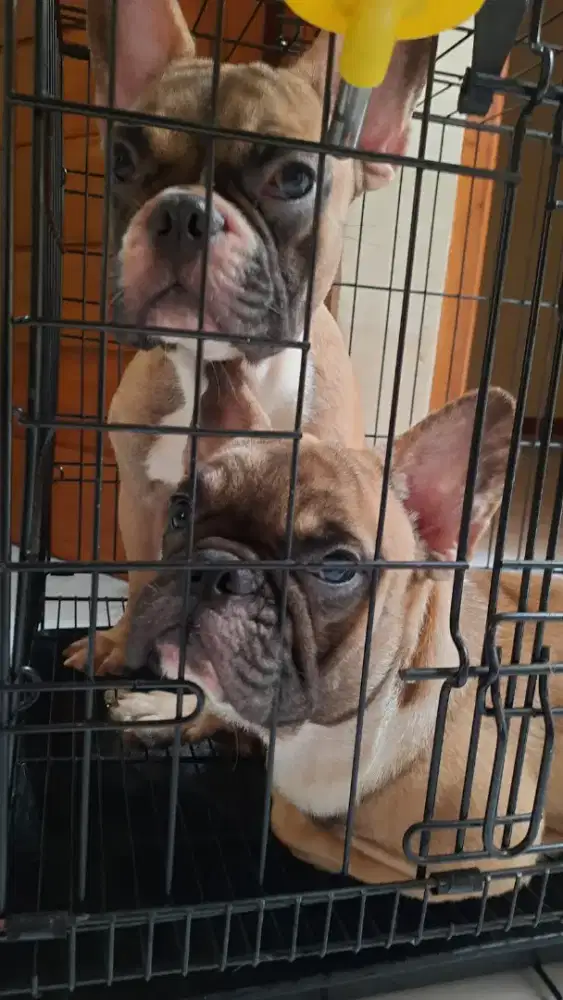 French bulldog / frenchie jantan dan betina stb