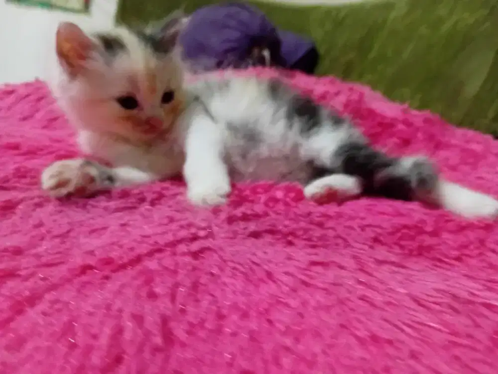 2 ekor Calico kitten Persia longhair betina sehat dan aktif