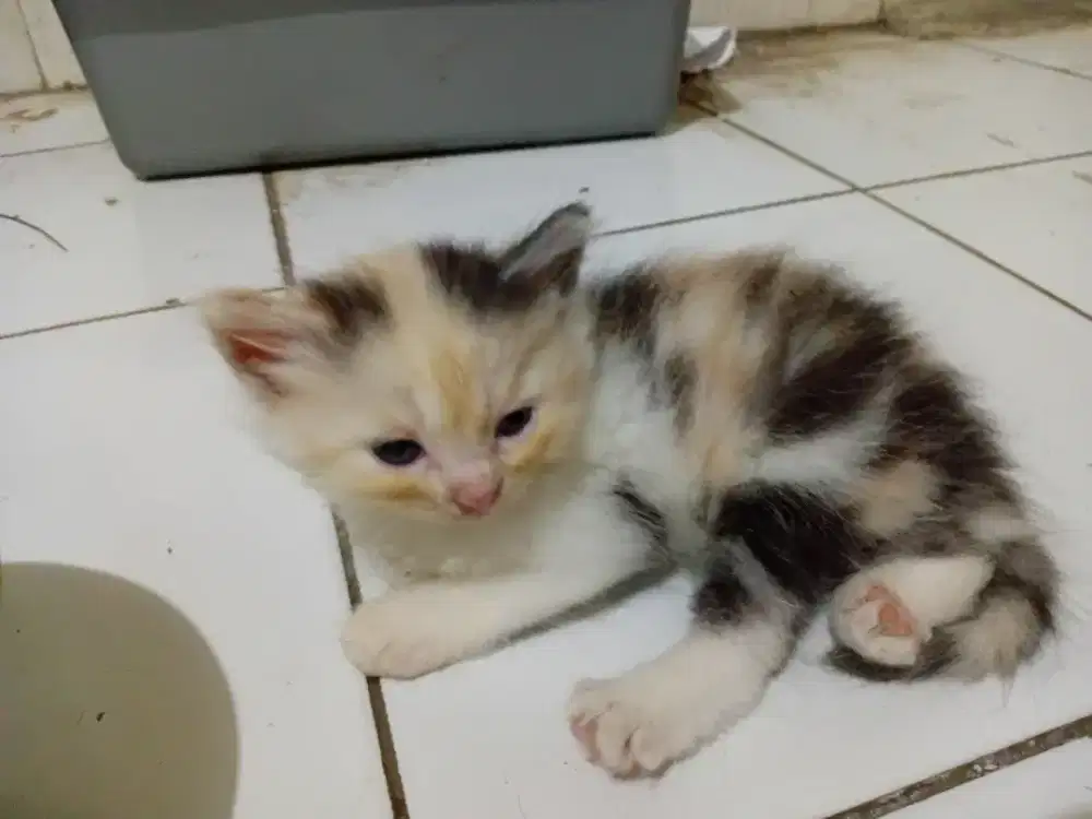 2 ekor Calico kitten Persia longhair betina sehat dan aktif