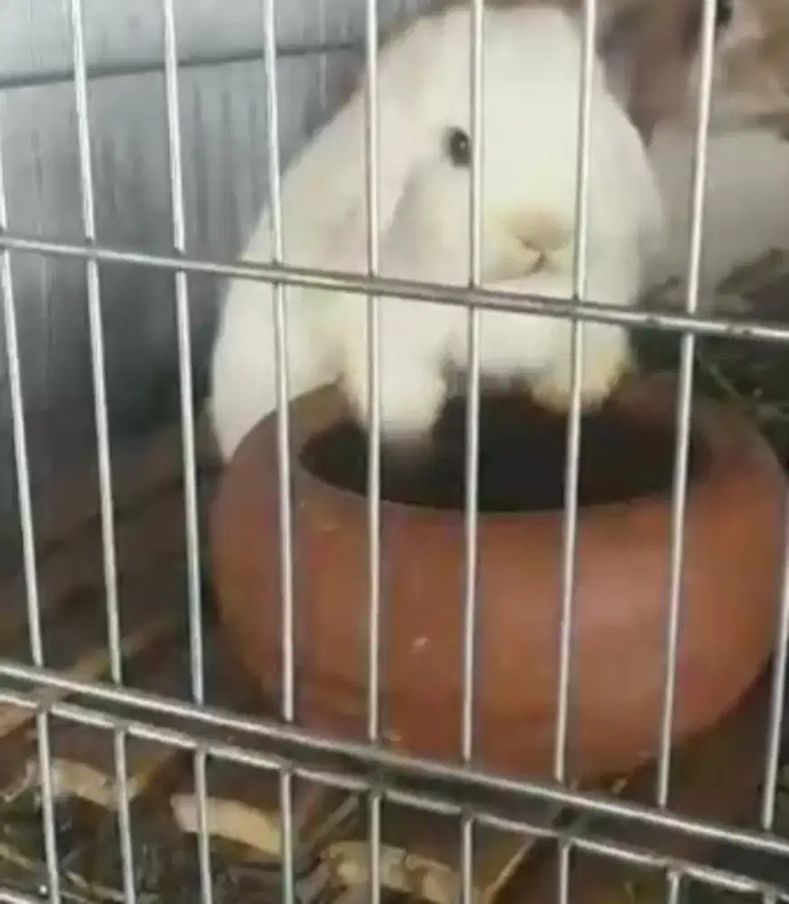 Kelinci Holland Loop