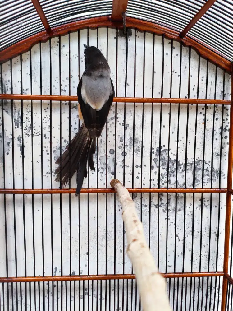 Cendet Gondrong Lokal Malang