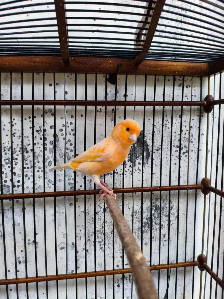 Kenari Jantan Bunyi Unik Kepanjen Malang