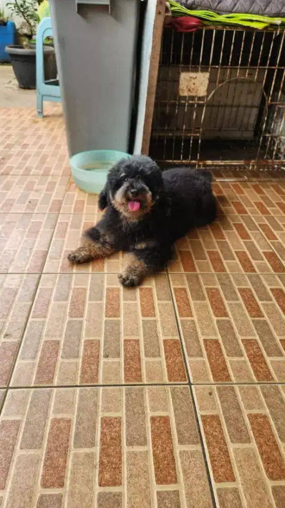 Poodle phantom jantan