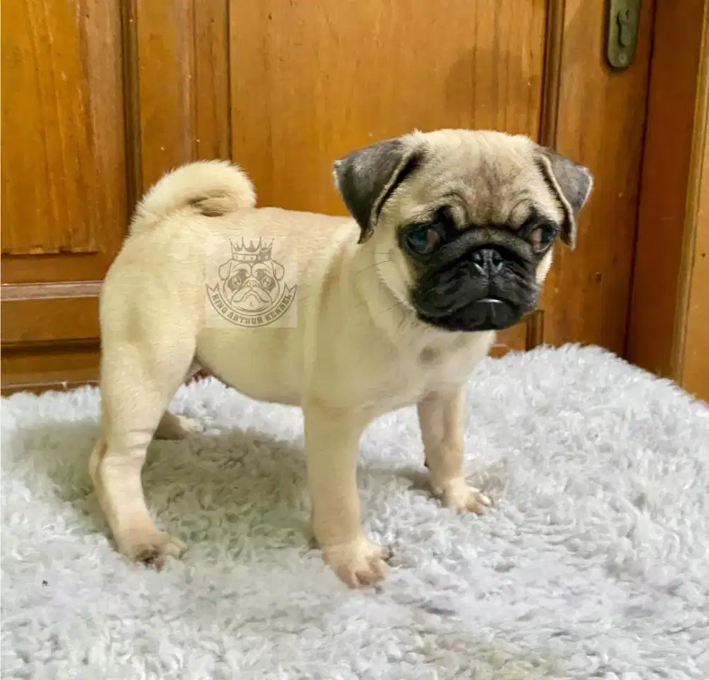 Anakan pug betina