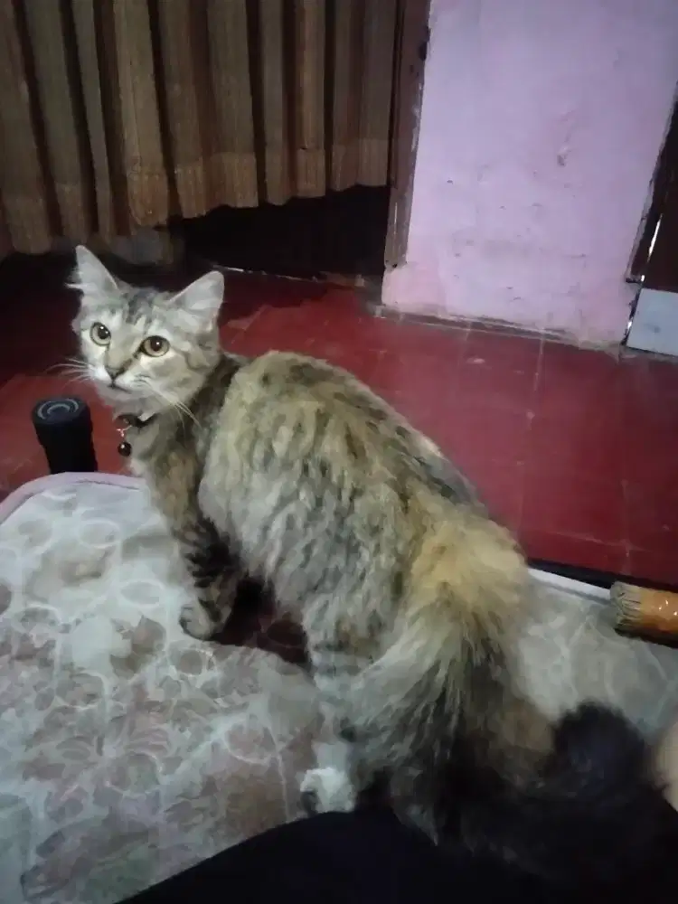 Lepas Adopt Kucing plus 2 Box Pasir