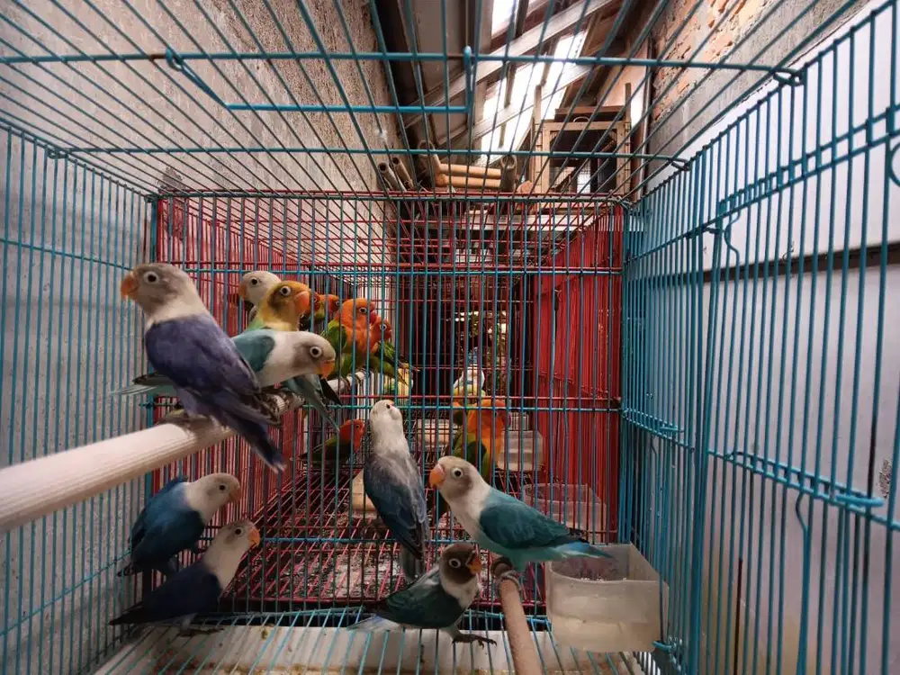 lovebird jenis biola