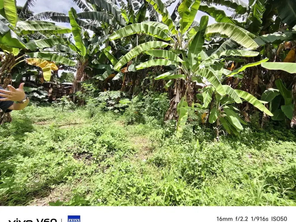 Kavling Akasia Taman royal 1 luas 1150m SHGB