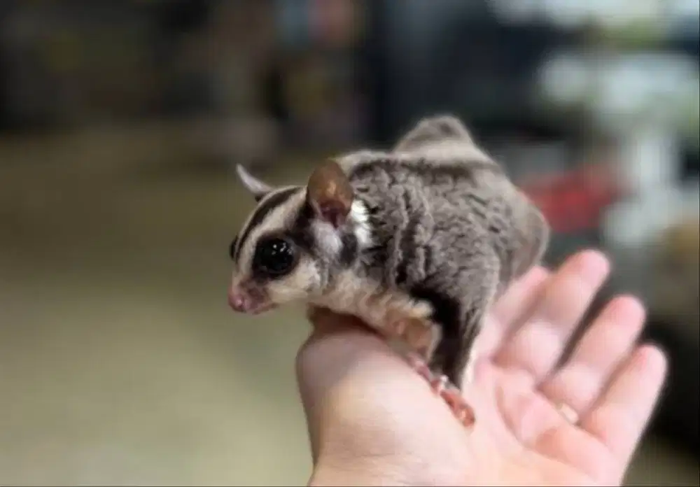 Dijual murah sugar glider