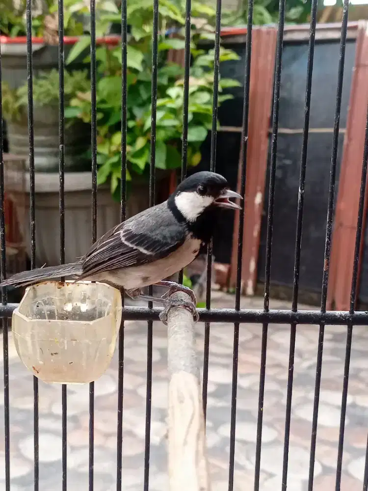 Glatik batu jantan mulus lumayan gacor